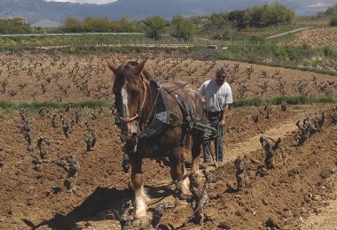 BODEGAS BHILAR ZU GAST in Höngg